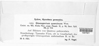 Dendrostoma leiphaemia image
